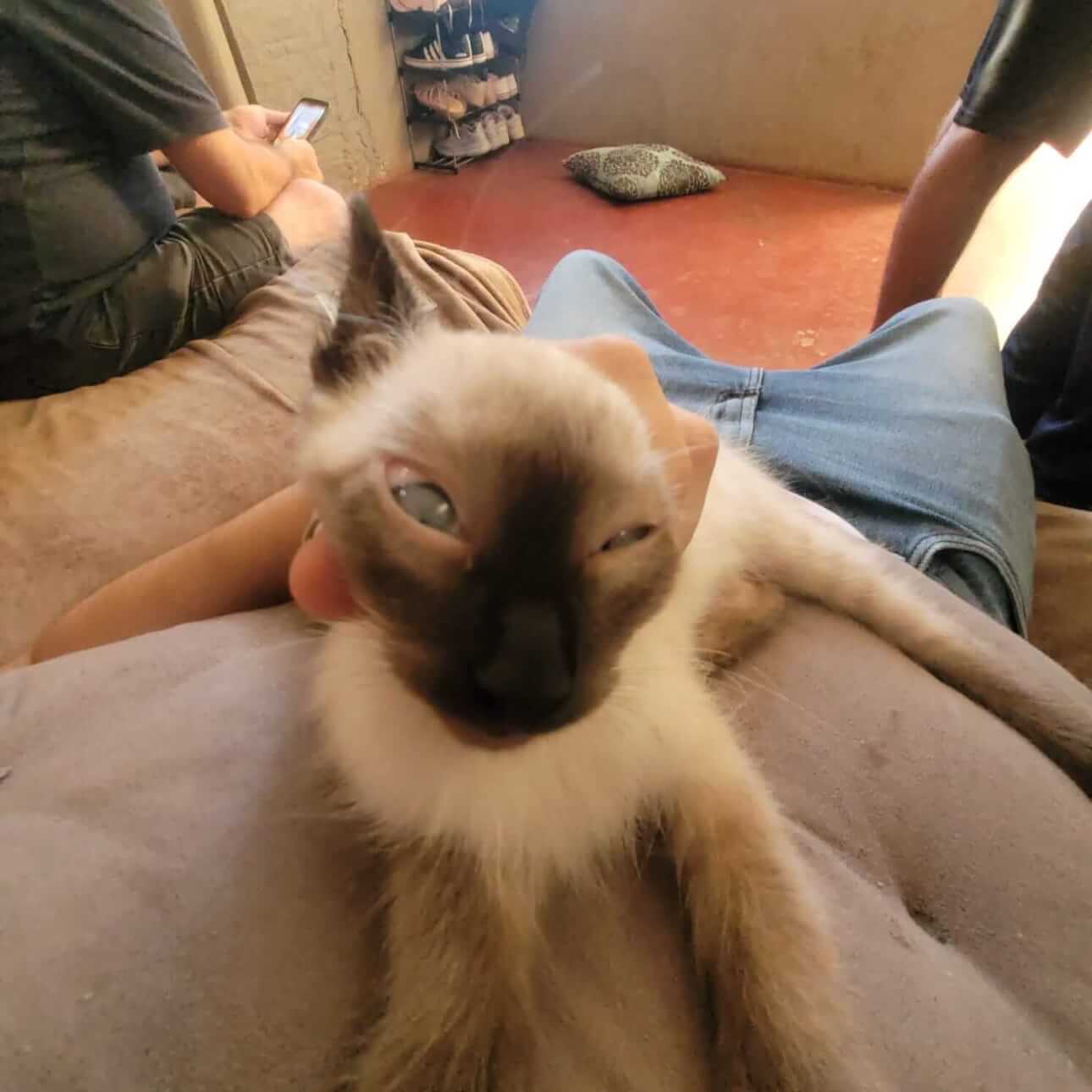 Gato Djanbo desapareceu no bairro Santo Onofre Gato Djanbo desapareceu no bairro Santo Onofre