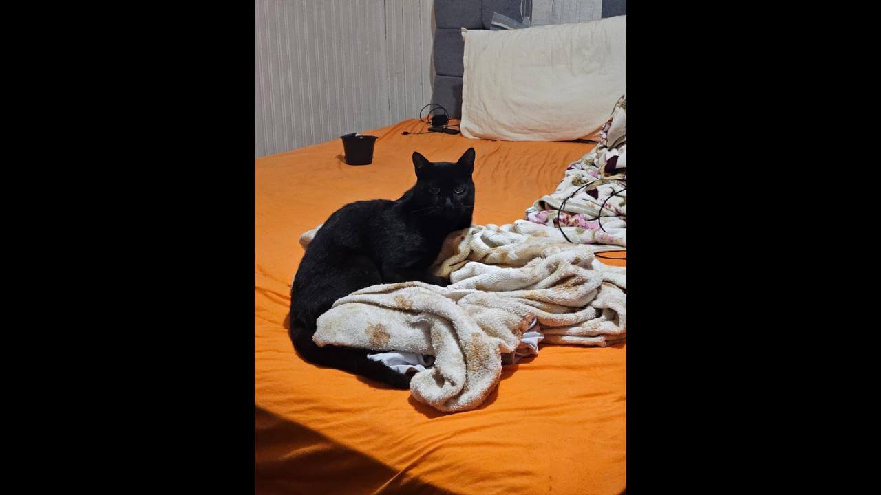 Gato Meia Noite desapareceu no bairro Maria Luiza Gato Meia Noite desapareceu no bairro Maria Luiza