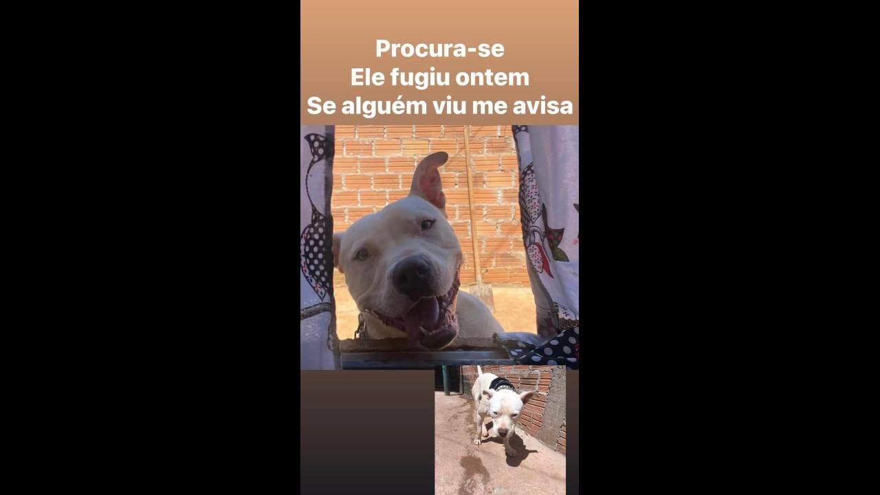 Cachorro desapareceu no bairro Morumbi Cachorro desapareceu no bairro Morumbi