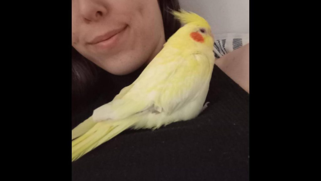 Calopsita Piquirito desapareceu no bairro Pioneiros Catarinenses