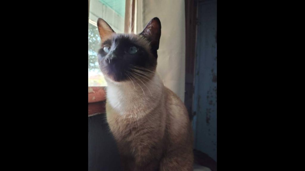 Gata Aurora desapareceu no bairro São Cristóvão