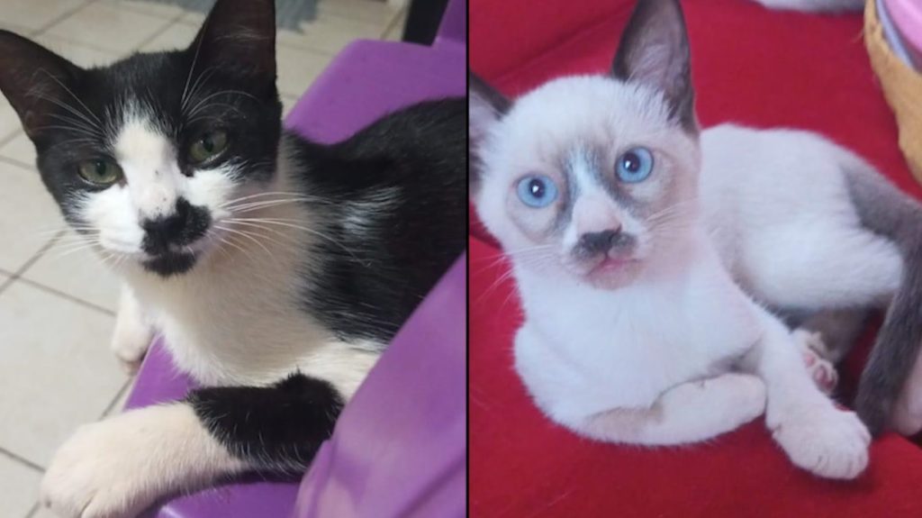 Gatinhos Rubi e Apolo desapareceram de casa no Conjunto Riviera