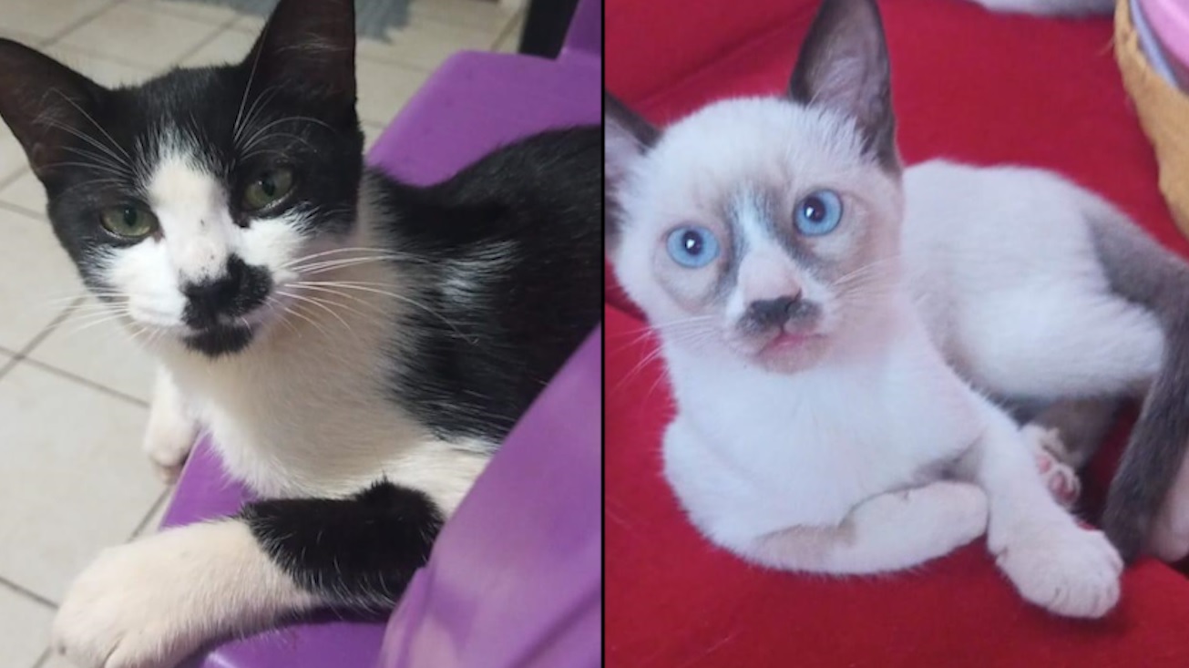 Gatinhos Rubi e Apolo desapareceram de casa no Conjunto Riviera Gatinhos Rubi e Apolo desapareceram de casa no Conjunto Riviera