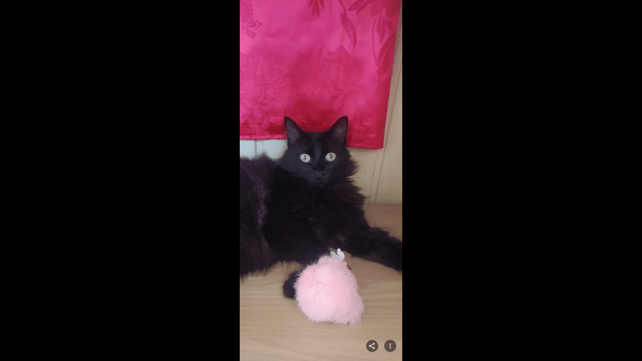 Gata Menina desapareceu no bairro Esmeralda Gata Menina desapareceu no bairro Esmeralda