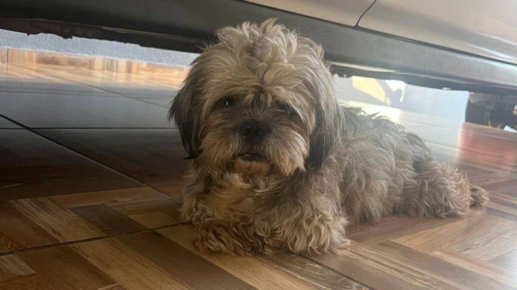 Cachorro é encontrado no bairro Floresta