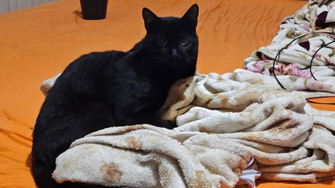 Gato Meia noite desapareceu no bairro Maria Luiza Gato Meia noite desapareceu no bairro Maria Luiza