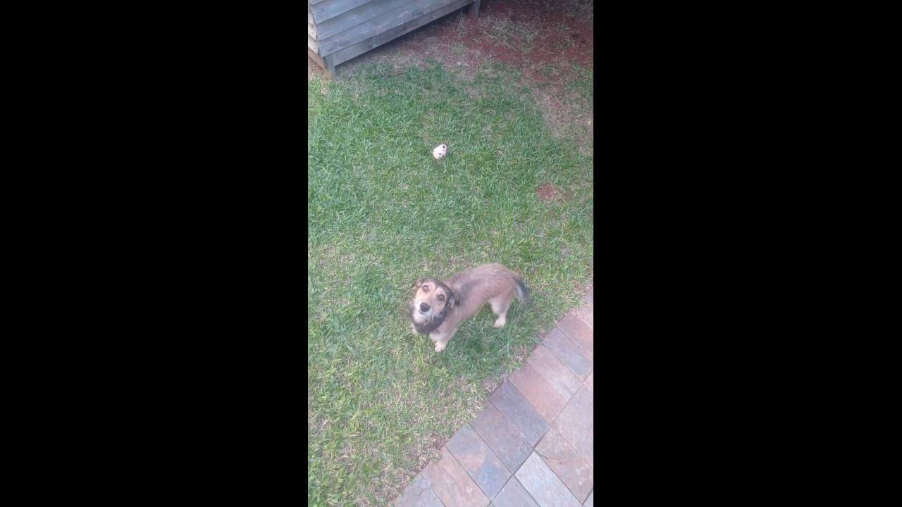 Cachorra Belinha desapareceu no bairro Nova York Cachorra Belinha desapareceu no bairro Nova York