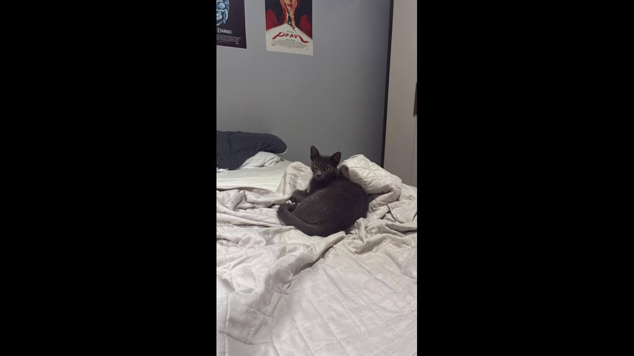 Gato Chico desapareceu no bairro Jardim Veneza Gato Chico desapareceu no bairro Jardim Veneza