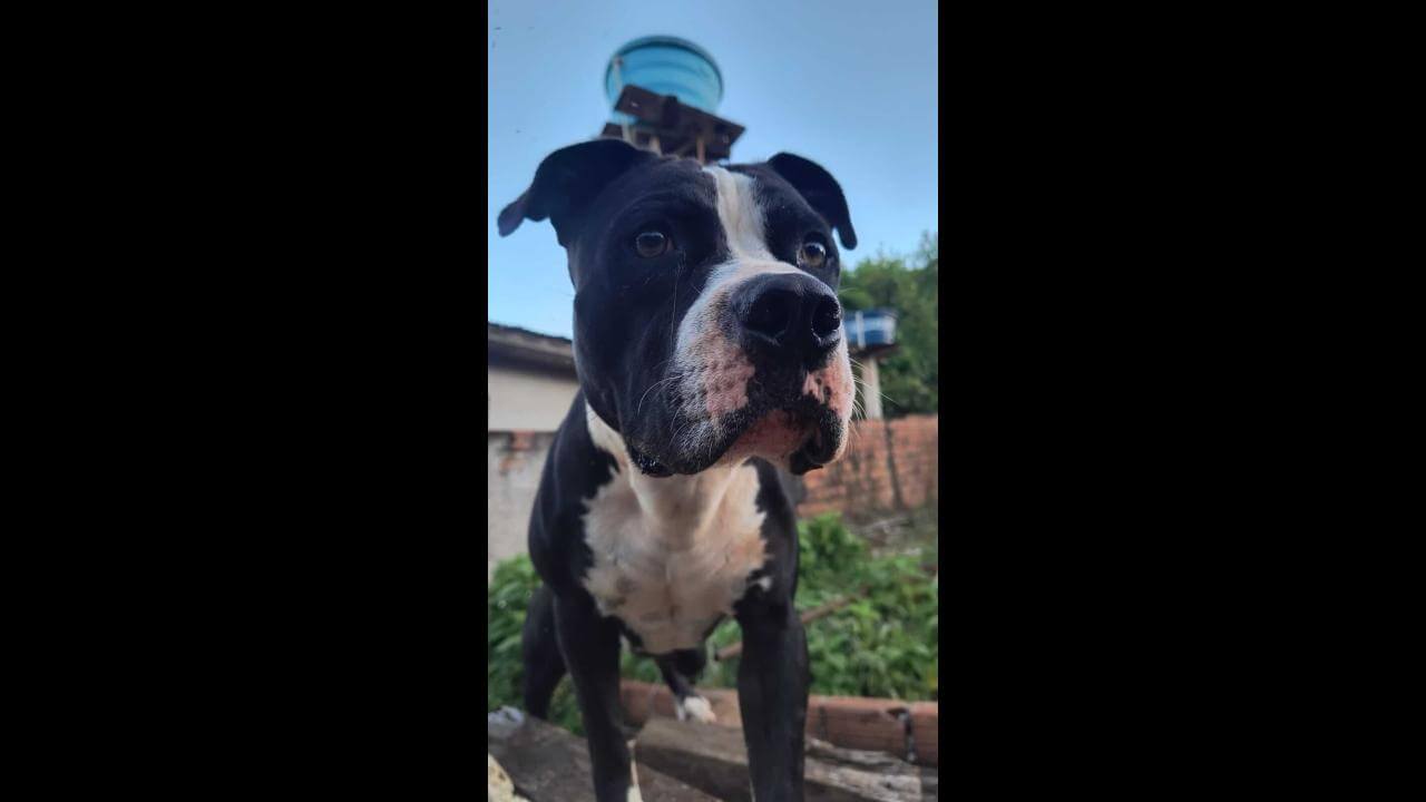 Cachorro Aslan desapareceu no bairro Periolo Cachorro Aslan desapareceu no bairro Periolo