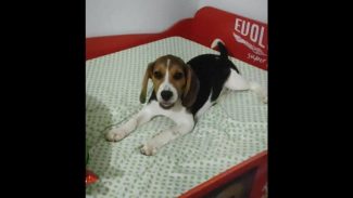 Imagem referente a Cachorro Romeo desapareceu no bairro Pioneiros Catarinenses