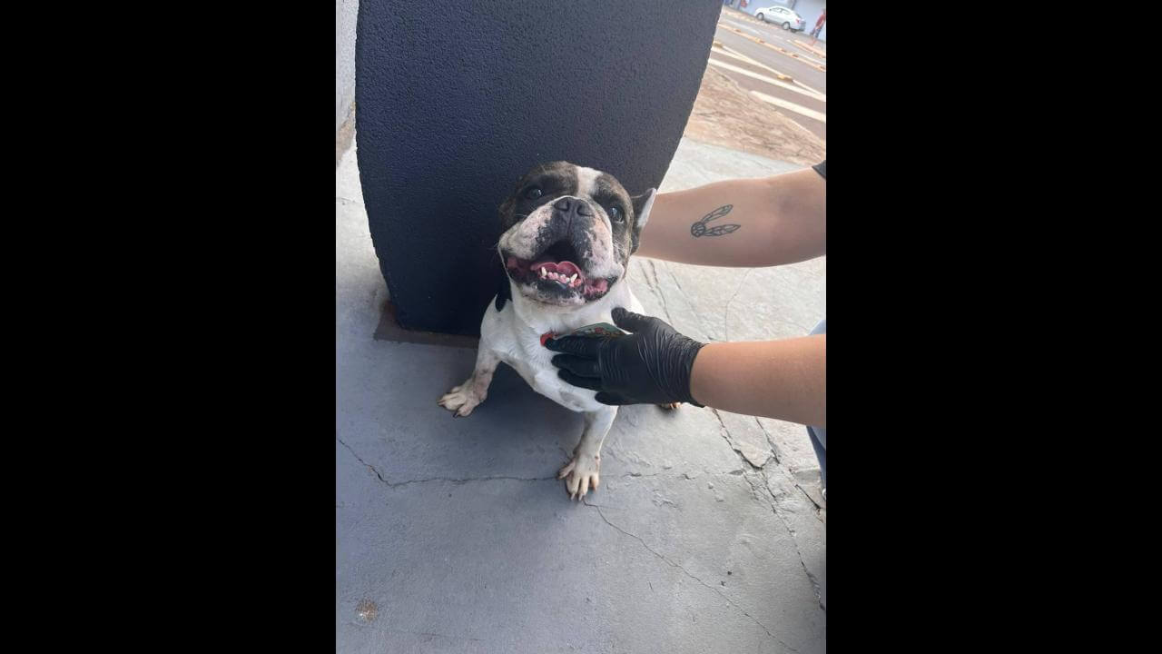Cachorro é encontrado no bairro Parque Verde