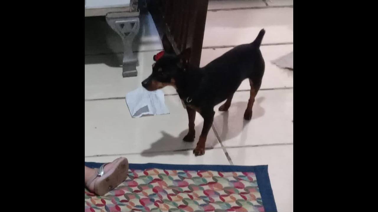 Cachorro Scooby desapareceu no bairro 14 de Novembro