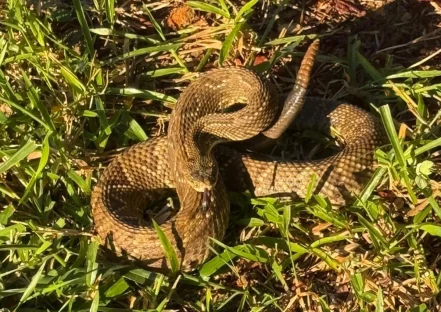 Cobra cascavel invade escola técnica e assusta estudantes Imagem referente a Cobra cascavel invade escola técnica e assusta estudantes