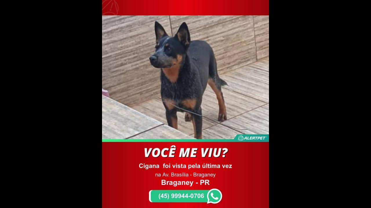 Cachorra CIGANA desapareceu no bairro Centro