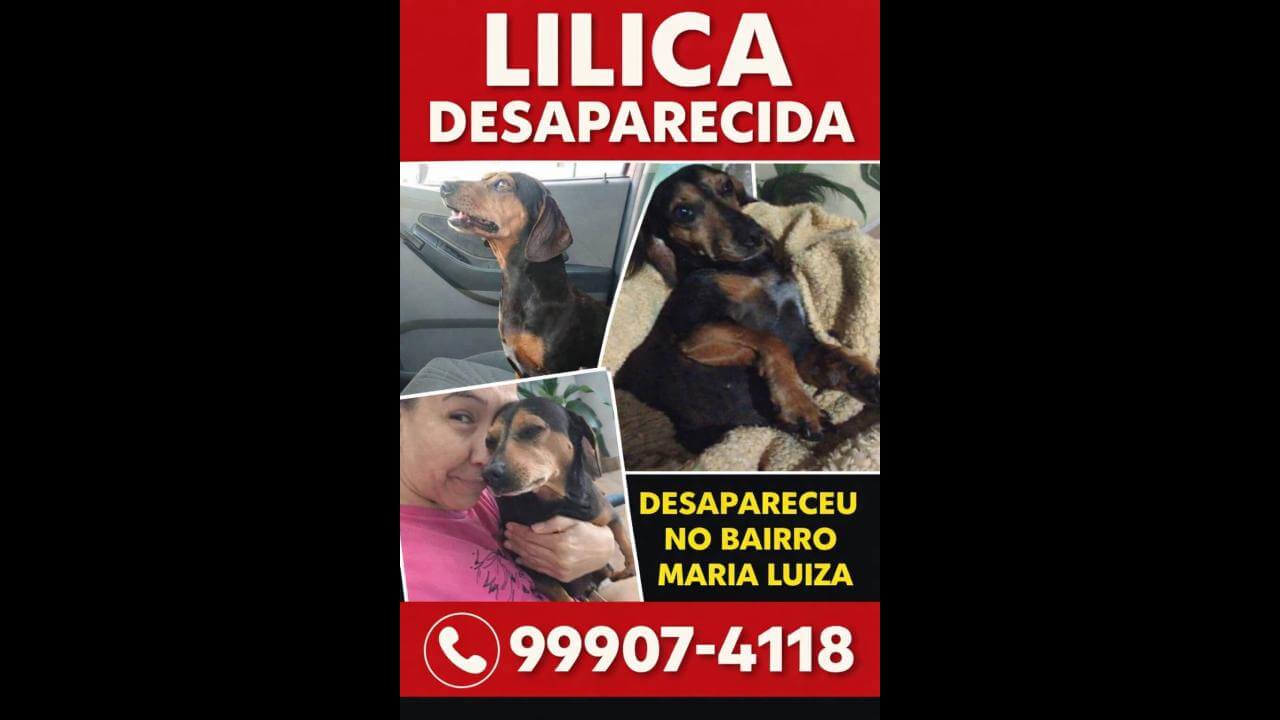Cachorra Lilica desapareceu no bairro Maria Luiza