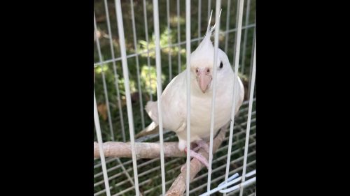 Calopsita Apollo desapareceu no bairro Parque Verde Imagem referente a Calopsita Apollo desapareceu no bairro Parque Verde