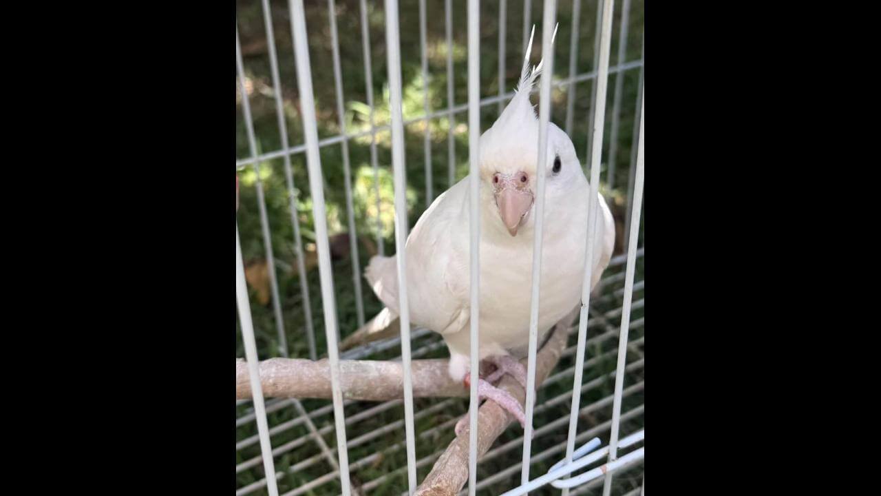 Calopsita Apollo desapareceu no bairro Parque Verde