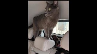 Imagem referente a Gato Lucio desapareceu no bairro Santa Felicidade