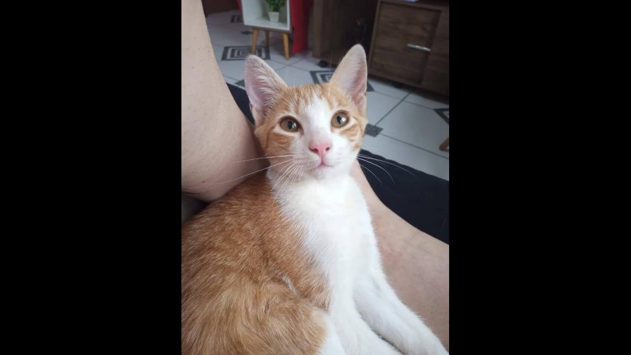 Gata Sassi desapareceu no bairro Pioneiros Catarinenses Gata Sassi desapareceu no bairro Pioneiros Catarinenses