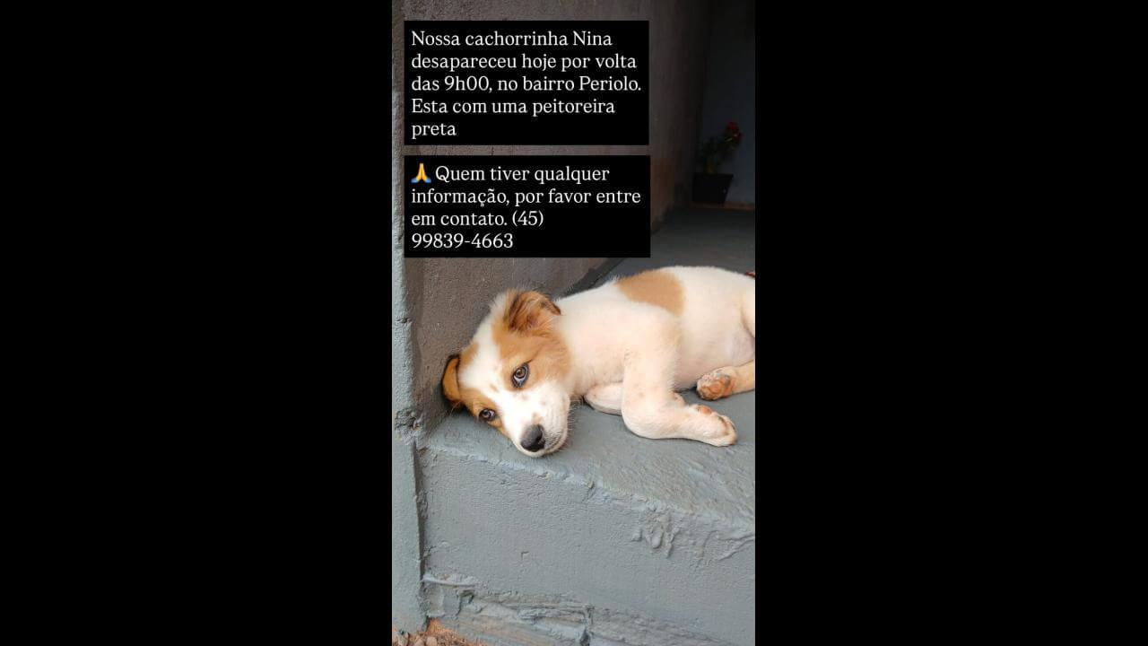 Cachorra Nina desapareceu no bairro Periolo Cachorra Nina desapareceu no bairro Periolo