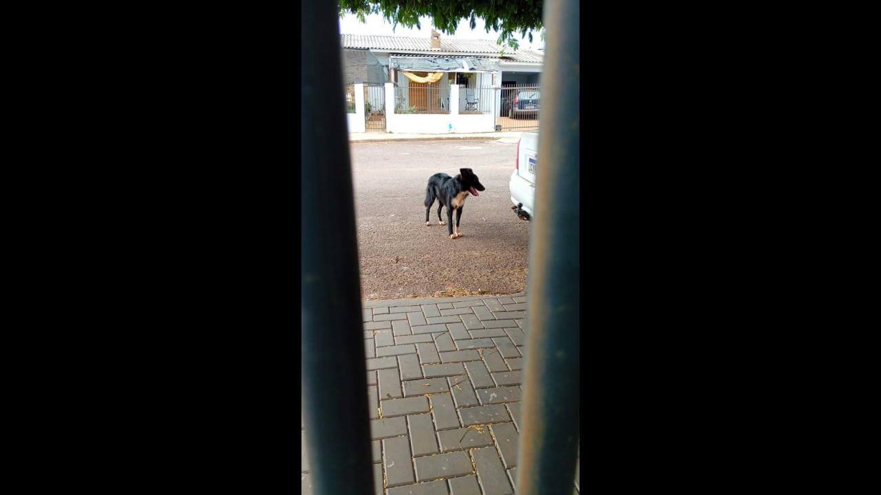 Cachorro Mancha desapareceu no bairro Canadá Cachorro Mancha desapareceu no bairro Canadá