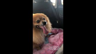 Imagem referente a Dois Spitz alemão, um branco e um caramelo desapareceram no bairro Parque Verde