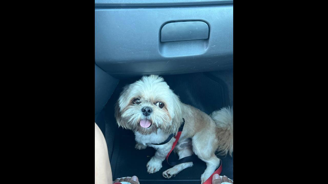 Cachorro Teodoro desapareceu no bairro Santa Cruz Cachorro Teodoro desapareceu no bairro Santa Cruz