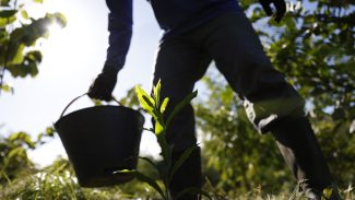 Governo apresenta plano para desenvolver bioeconomia no país
