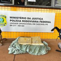 Imagem referente a Veja momento em que cães localizam drogas durante abordagem em ônibus