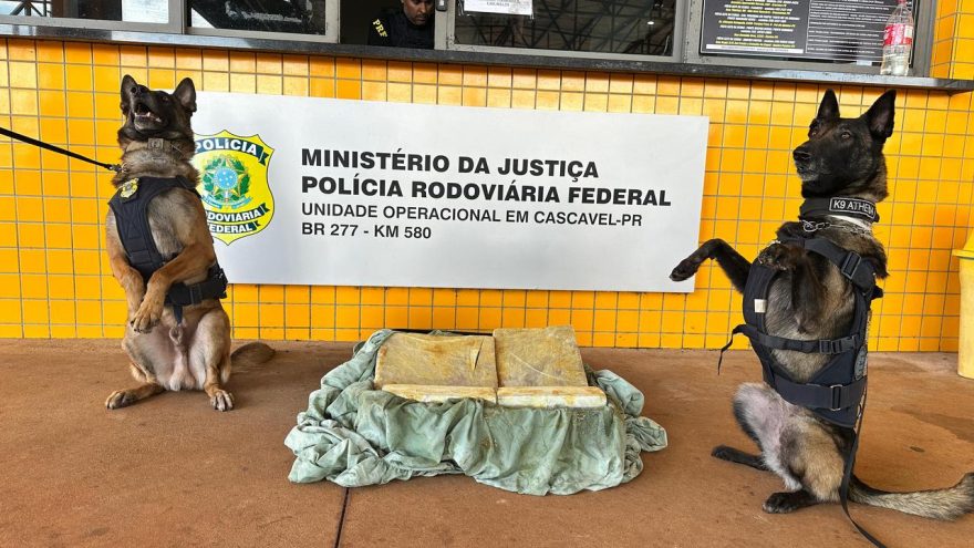 Veja momento em que cães localizam drogas durante abordagem em ônibus