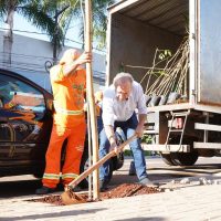 Imagem referente a Prefeitura inicia programa de arborização com plantio de mil árvores