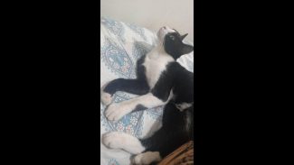 Imagem referente a Gata Tiqui desapareceu no bairro Centro