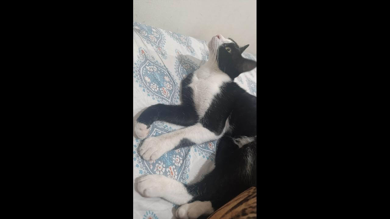 Gata Tiqui desapareceu no bairro Centro