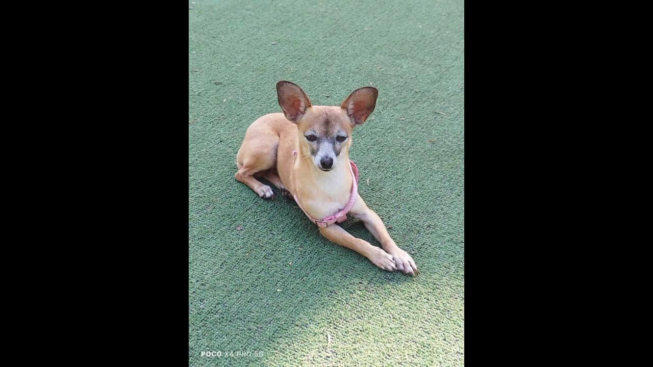 Cachorra Bita desapareceu no bairro Positano Cachorra Bita desapareceu no bairro Positano