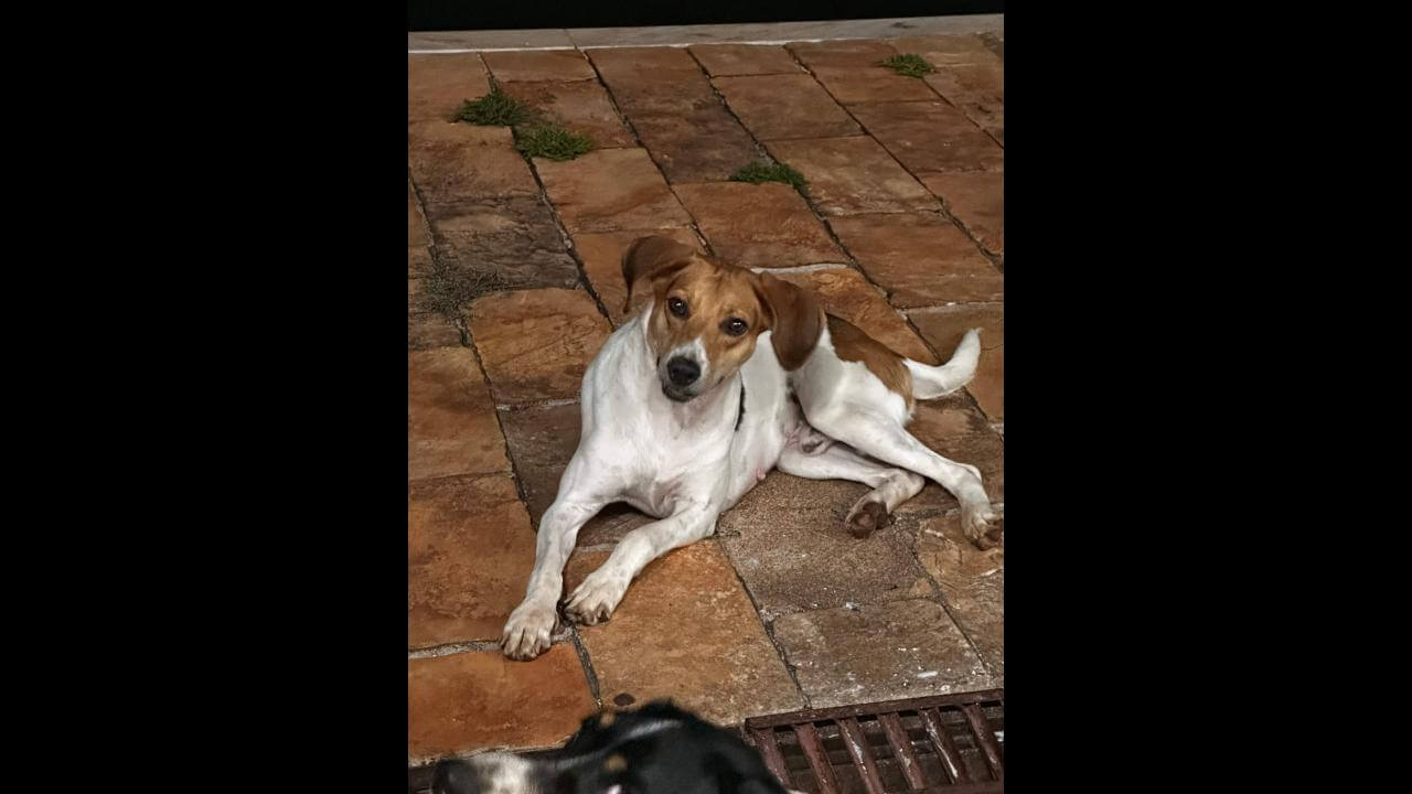 Cachorro é encontrado no bairro Centro