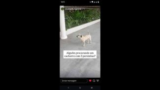 Imagem referente a Cachorro é encontrado no bairro São Cristóvão