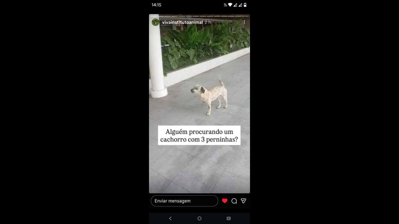 Cachorro é encontrado no bairro São Cristóvão