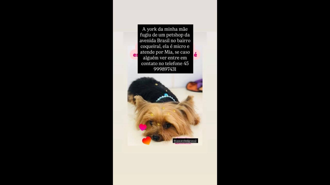 Cachorra Mia desapareceu no bairro Coqueiral