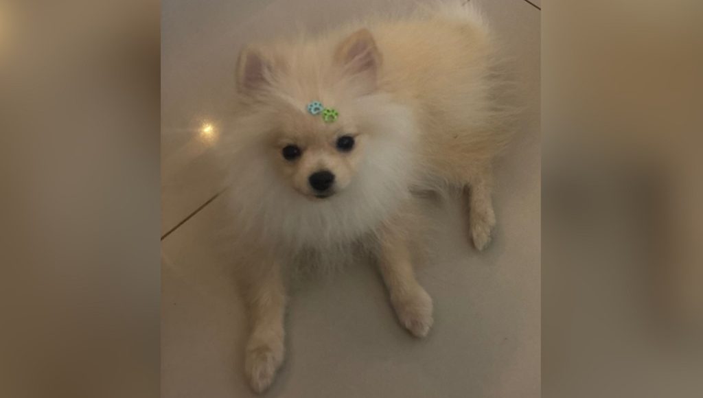 Veja o que aconteceu com lulu da Pomerânia levado em frente às câmeras no bairro Brasília