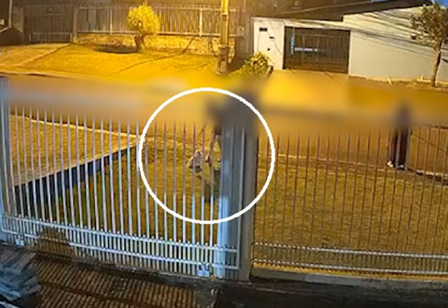 Lulu da Pomerânia é levado em frente às câmeras no bairro Brasília