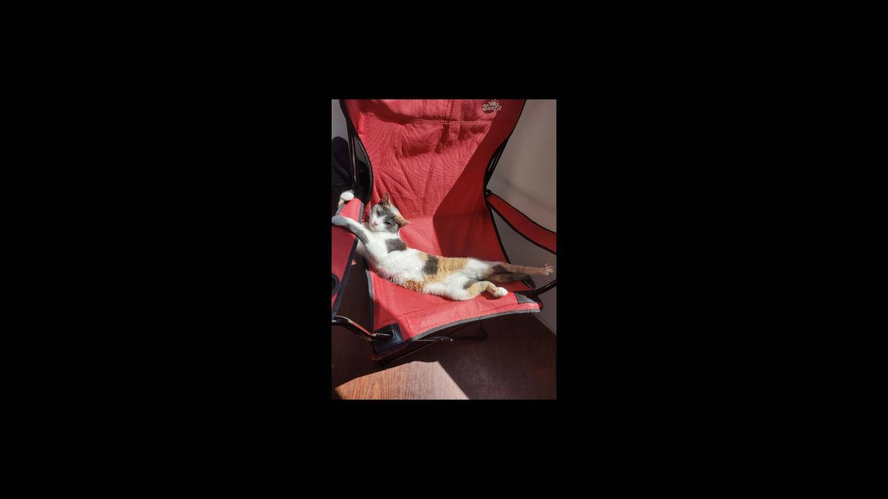 Gata desapareceu no bairro Pacaembu Gata desapareceu no bairro Pacaembu