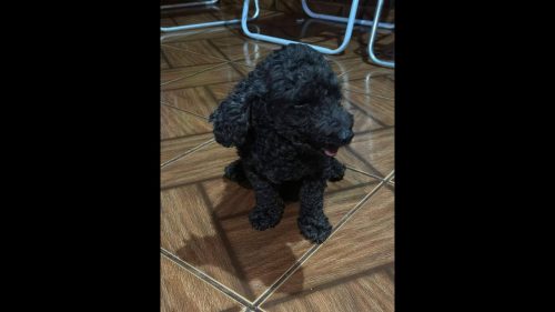 Cachorro é encontrado no bairro Interlagos Imagem referente a Cachorro é encontrado no bairro Interlagos