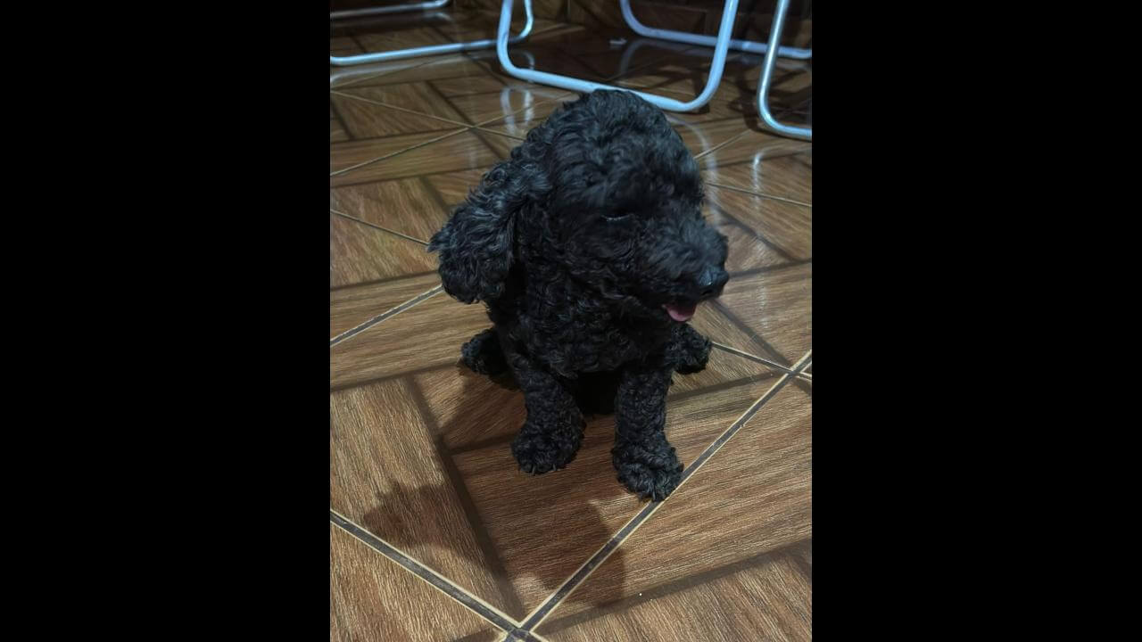 Cachorro é encontrado no bairro Interlagos Cachorro é encontrado no bairro Interlagos