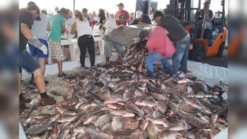 Prefeitura de Boa Esperança distribui cinco toneladas de peixes na Semana Santa Imagem referente a Prefeitura de Boa Esperança distribui cinco toneladas de peixes na Semana Santa