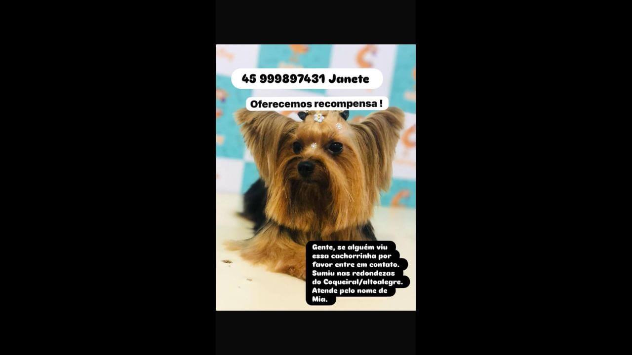 Cachorra Mia desapareceu no bairro Coqueiral Cachorra Mia desapareceu no bairro Coqueiral