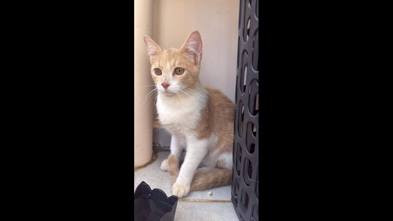 Gato é encontrado no bairro Parque São Paulo Gato é encontrado no bairro Parque São Paulo