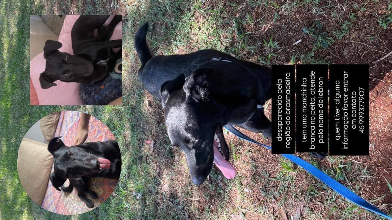 Cachorro Lebron James desapareceu no bairro Brasmadeira Cachorro Lebron James desapareceu no bairro Brasmadeira