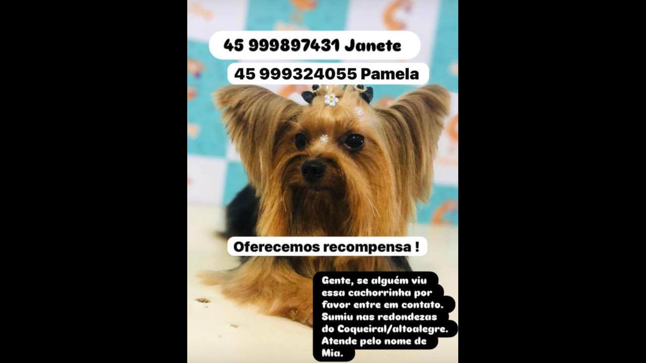 Cachorra Mia desapareceu no bairro Coqueiral Cachorra Mia desapareceu no bairro Coqueiral