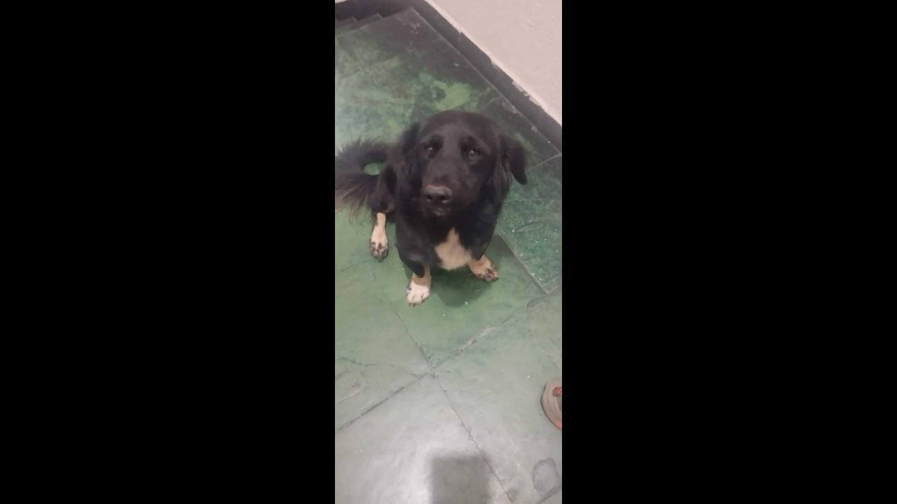 Cachorro é encontrado no bairro Recanto Tropical Cachorro é encontrado no bairro Recanto Tropical