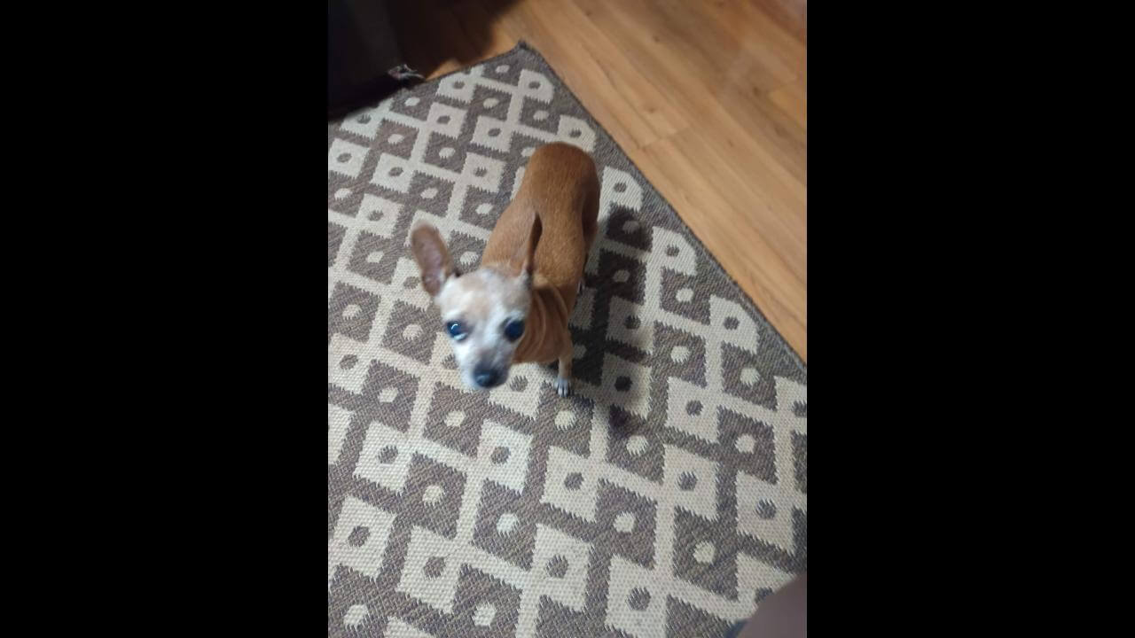 Cachorra é encontrada no bairro Verde Campos Cachorra é encontrada no bairro Verde Campos